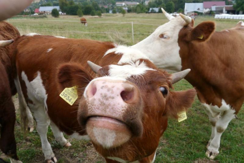 Pod Kasztanem Gospodarstwo Agroturystyczne Stronie Śląskie エクステリア 写真