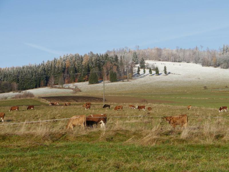 Pod Kasztanem Gospodarstwo Agroturystyczne Stronie Śląskie エクステリア 写真