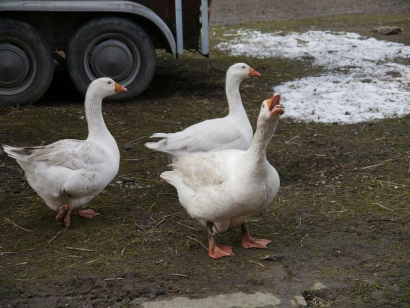 Pod Kasztanem Gospodarstwo Agroturystyczne Stronie Śląskie エクステリア 写真